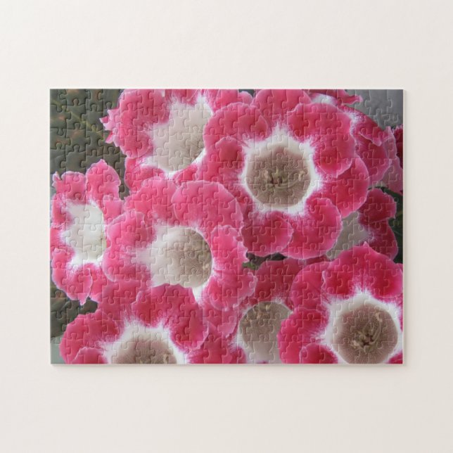 Röda och vita gloxiniblommor. pussel (Horisontell)
