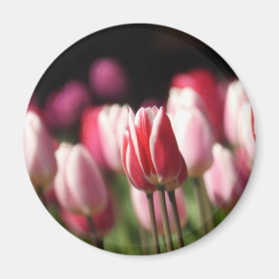 Röda och vita och Rosa tulpaner Magnet