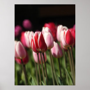 Röda och vita och Rosa tulpaner Poster
