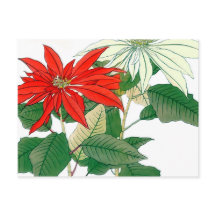 Röda och vita poinsettia-vykort
