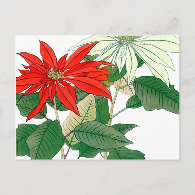 Röda och vita poinsettia-vykort vykort (Framsida)