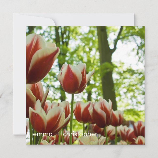 Röda och vita tunnor DSC0869 Spara Datumet (Framsida)