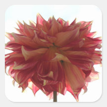 röda, orange- och gult-dahlia-klistermärken