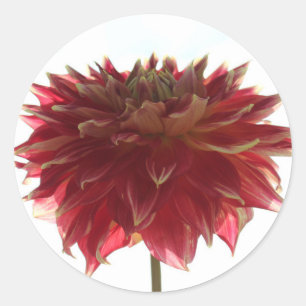 röda, orange- och gult-dahlia-klistermärken runt klistermärke