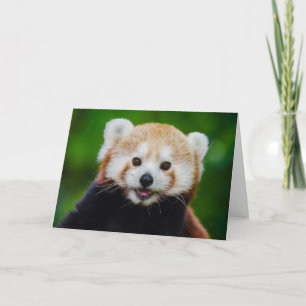 Röda Panda Valentine Card Helgkort