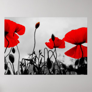 Röda påsar i Fält Poster utskrift