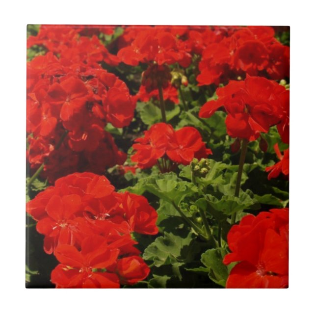 Röda pelargoner belägger med tegel kakelplatta (Framsidan)