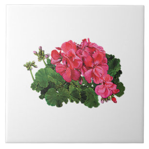 Röda pelargoner med knoppar kakelplatta