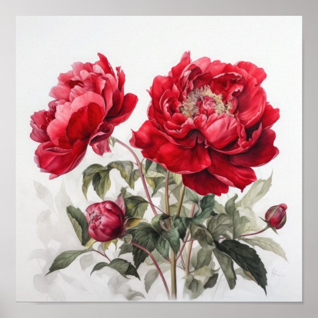 Röda peonies Flower Art Print Poster (Framsidan)