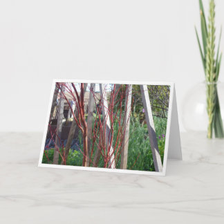 Röda pinnar & vitinsatser kort