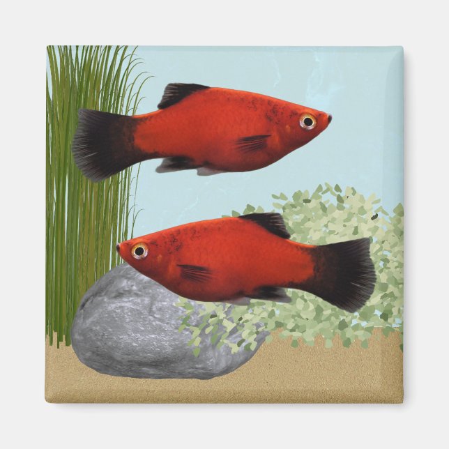 Röda Platies Tropiska Fiskar Natur Akvarium Magnet (Framsidan)