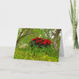 Röda Poinsettia - Personlig Helgkort