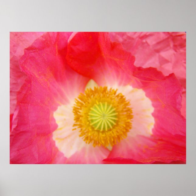 Röda poppies-bilder skriver ut Oriental Poppy Flow Poster (Framsidan)
