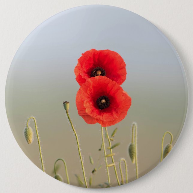Röda poppies i morgonljuset knapp (Framsida)