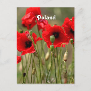 Röda poppies i Polen Vykort