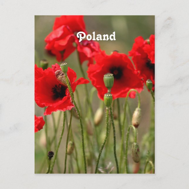 Röda poppies i Polen Vykort (Framsida)