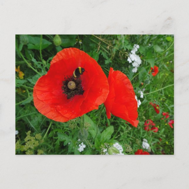 Röda poppies med Be DIY-vykort Vykort (Framsida)
