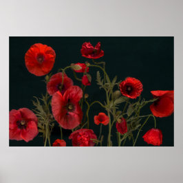 Röda poppies på svart poster
