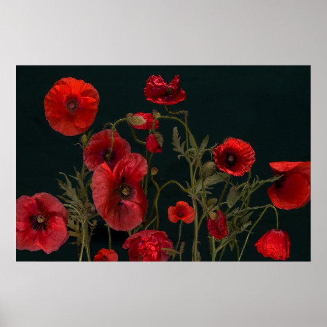 Röda poppies på svart poster (Framsidan)