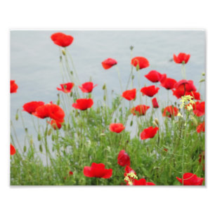 Röda poppies till havs Fotoutskrift Fototryck