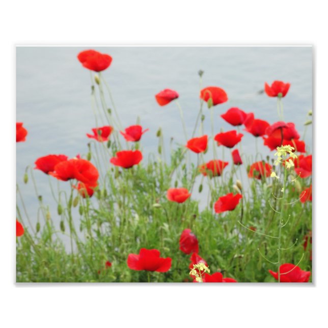 Röda poppies till havs Fotoutskrift Fototryck (Framsidan)