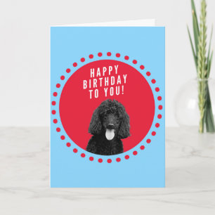 Röda prickar i Cute Pudel Hund Grattis på födelsed Kort