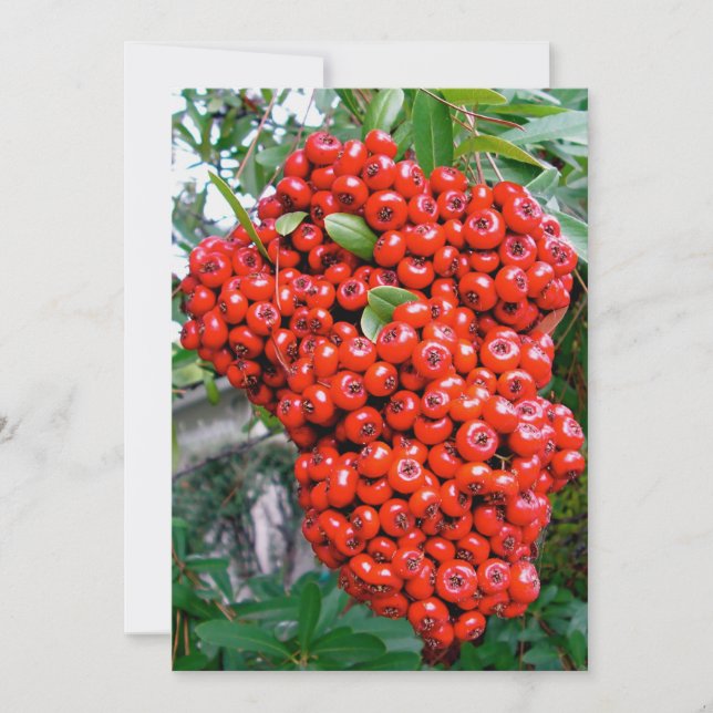 Röda Pyracantha-bär Tack Kort (Framsida)