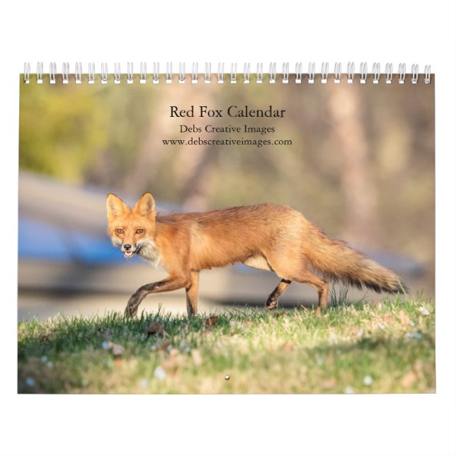 Röda rävar - 2026 kalender (Omslag)