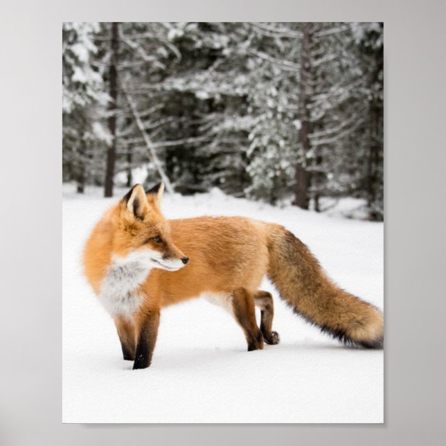 Röda rävar i vita Snö Poster (Framsidan)