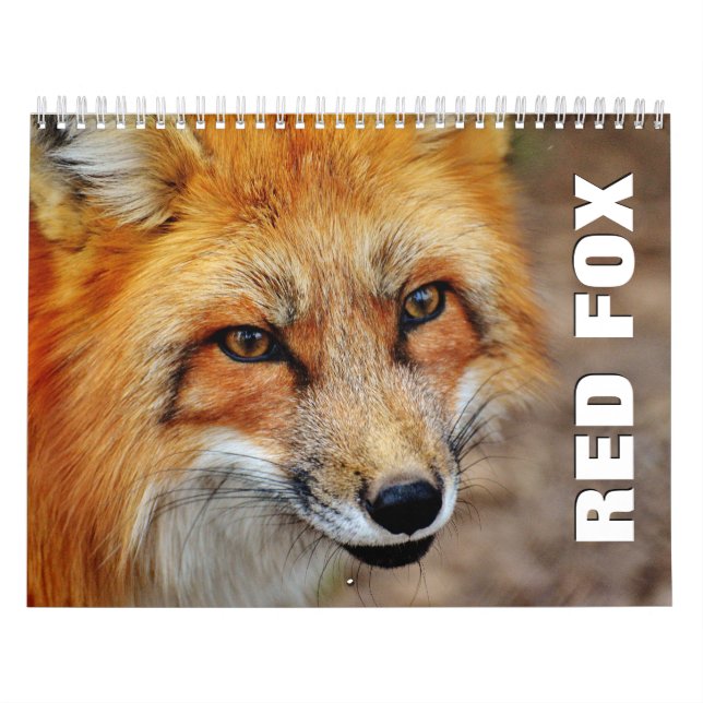 Röda rävar, väggkalender kalender (Omslag)