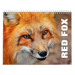 Röda rävar, väggkalender kalender