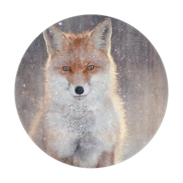 Röda rävar, vinterskog, scenbild. (Framsidan)