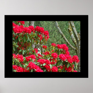 Röda Rhodies Blommig Trädgård Konsttryck Canvas In Poster