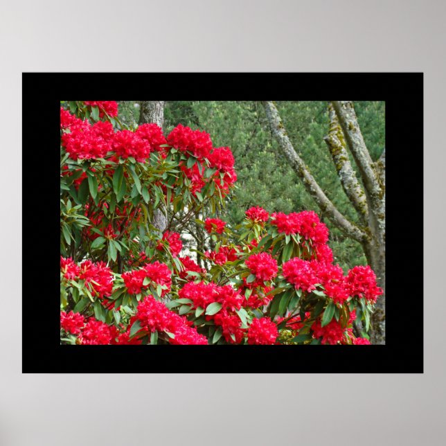 Röda Rhodies Blommig Trädgård Konsttryck Canvas In Poster (Framsidan)