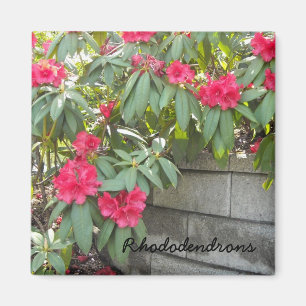 Röda Rhododendron Magnet