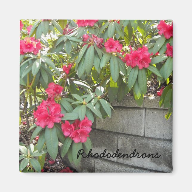 Röda Rhododendron Magnet (Framsidan)