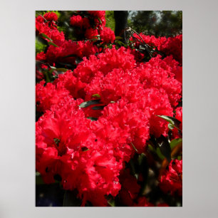 Röda Rhododendrons 1 Poster