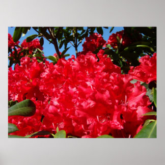 Röda Rododendron Blommor konsttryck Trädgårdar Poster