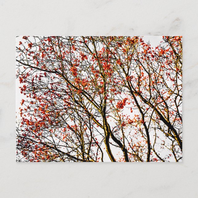 Röda rönnbär vykort (Framsida)