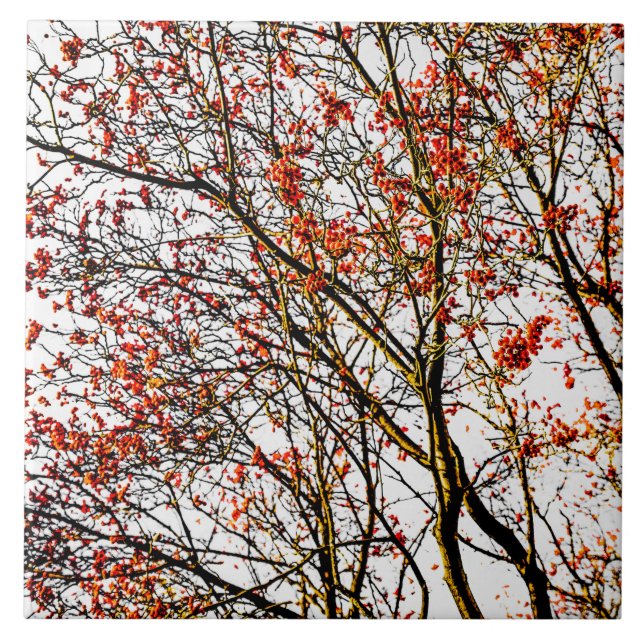 Röda röntgenfrukter eller askbär kakelplatta (Framsidan)