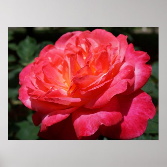 Röda ros blomma fint konsttryck Rosor Trädgård Poster (Framsidan)