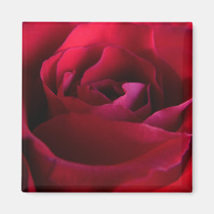 Röda Ros Magneter Rosa Ros Presenter Minnessaker D
