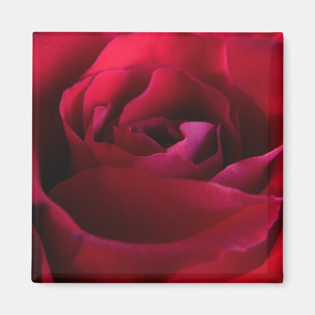 Röda Ros Magneter Rosa Ros Presenter Minnessaker D (Framsidan)