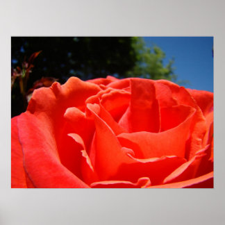 Röda rosblomma Fina konsttryck gåvor Rosor Poster