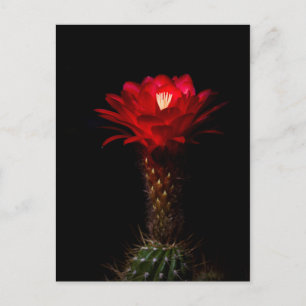 Röda sköldpaddor, blommor vykort