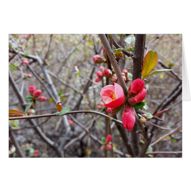 röda små blommor hälsningskort (Framsidan Horizontal)