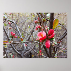 röda små blommor poster