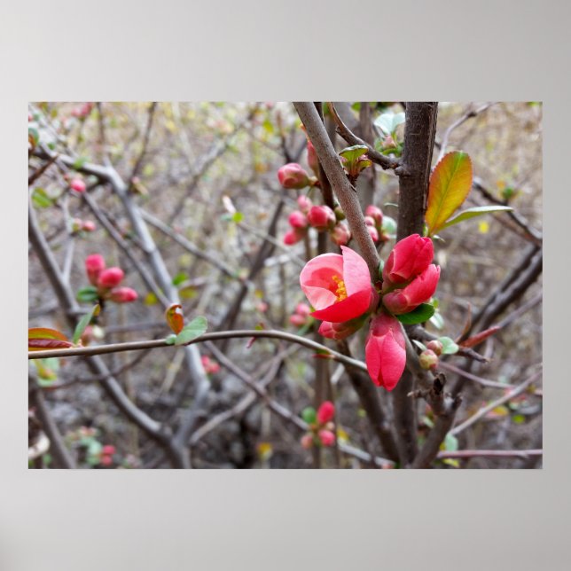 röda små blommor poster (Framsidan)