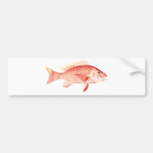 Röda Snapper Bildekal