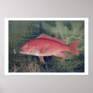 Röda Snapper, från 'modiga fiskar av det enigt Poster